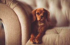 Services Tallahassee Upholstery Cleaning Pet Odor Removal