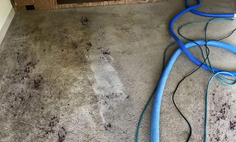 A Before and After Picture of Tallahassee Carpet Cleaning
