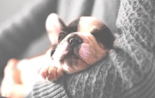 Carpet Cleaning Pet stains Tallahassee Cute Dog