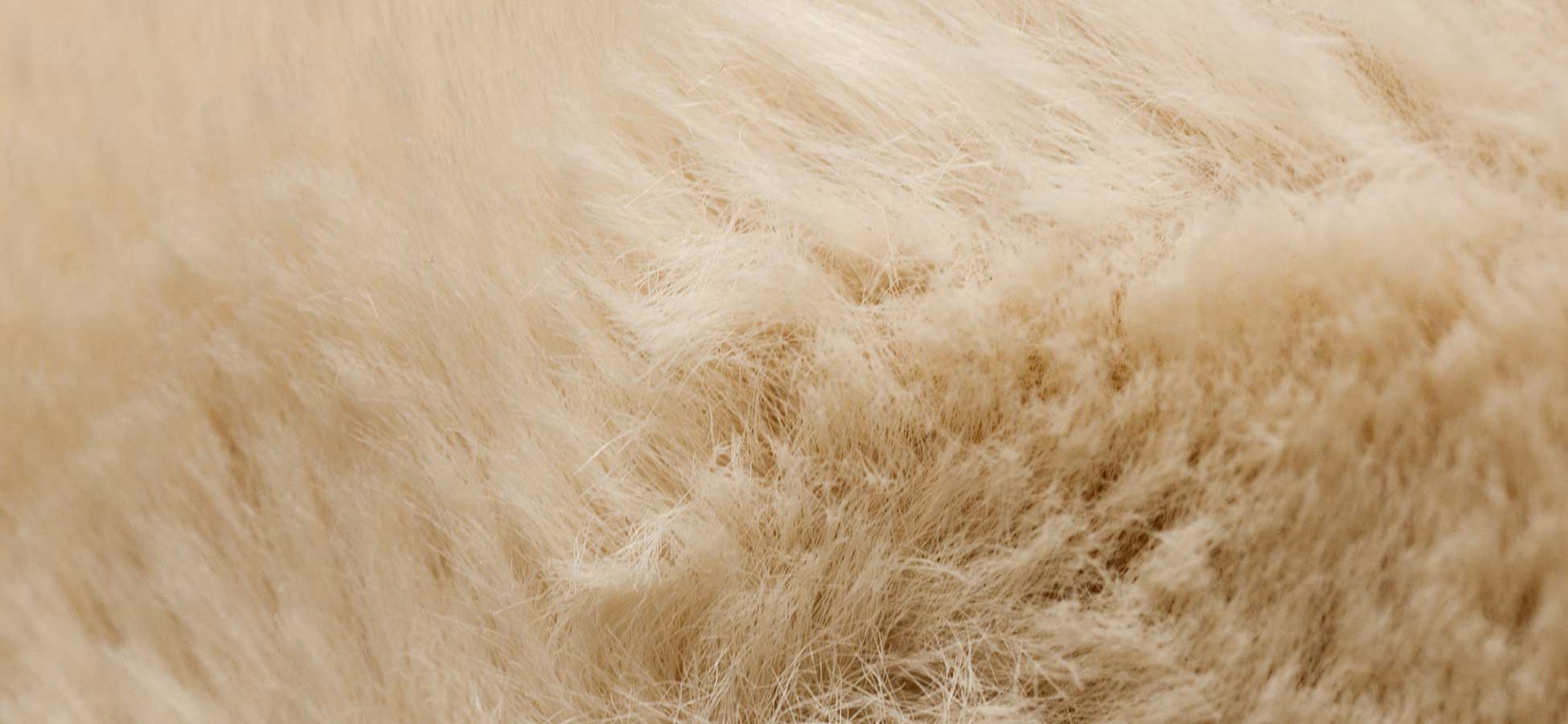 Tallahassee Carpet Cleaning Book a carpet cleaning appointment!