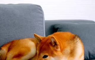 Best Dog Breeds for Clean Home